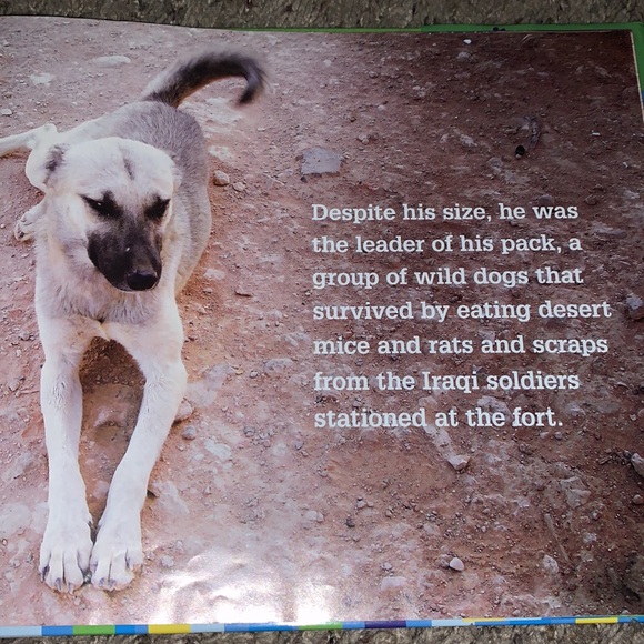 NUBS The True Story of a Mutt, Marine & a Miracle - Picture 5 of 10